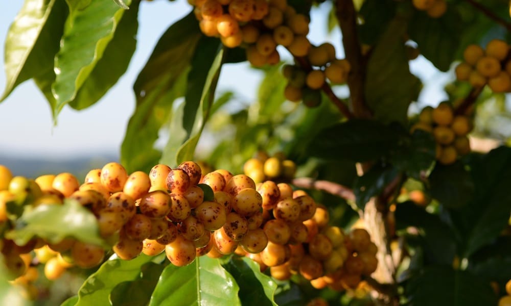 cà phê trái vàng yellow bourbon