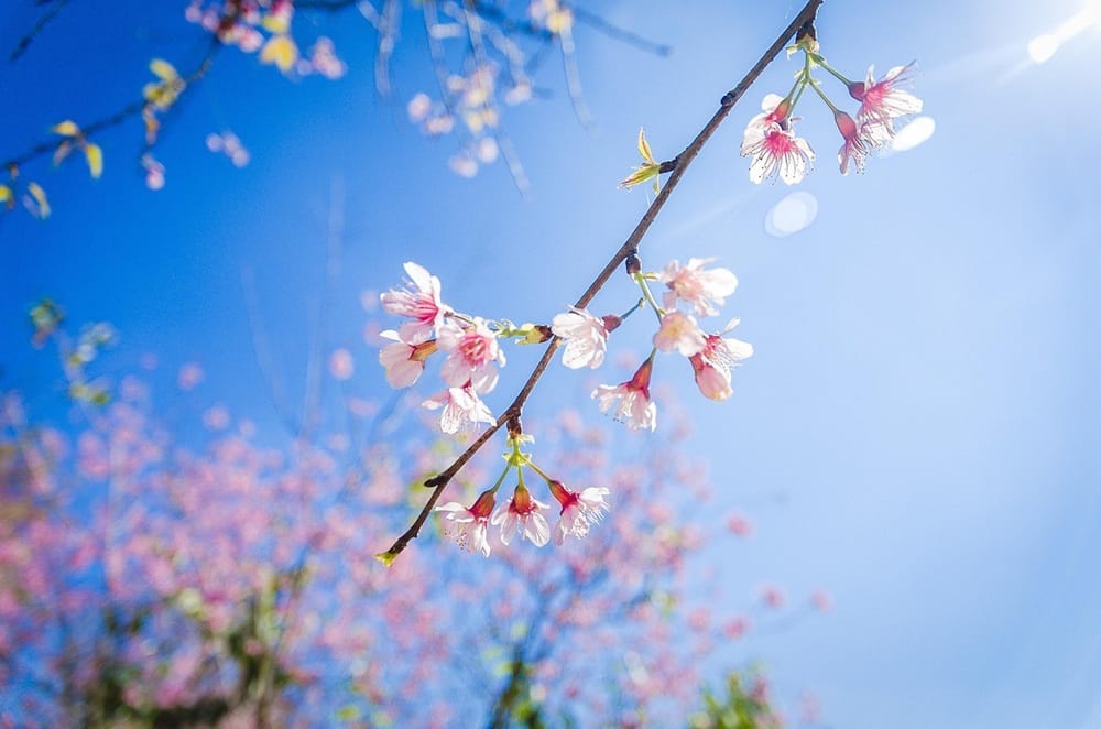 hoa đào đà lạt