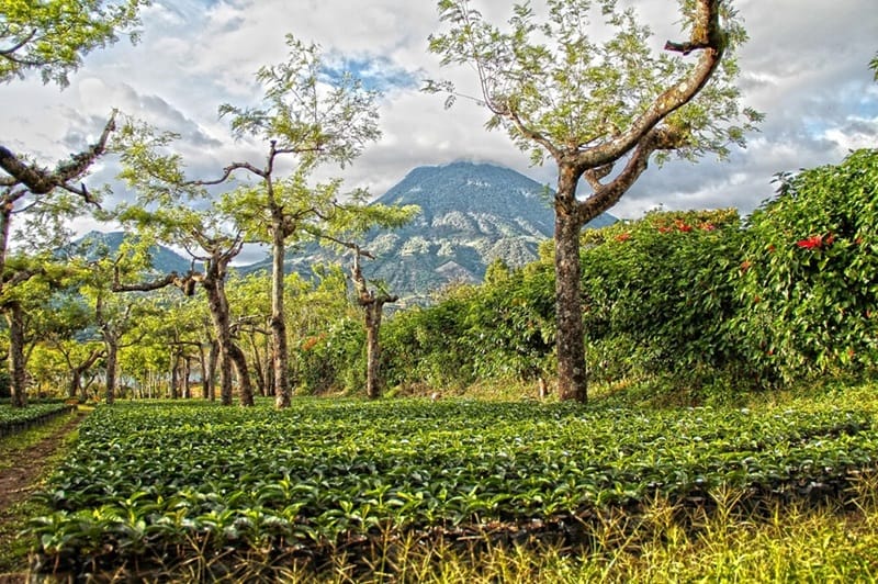 vườn ươm cà phê dưới chân núi